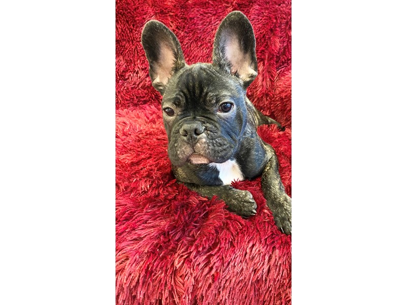 Pet Photo