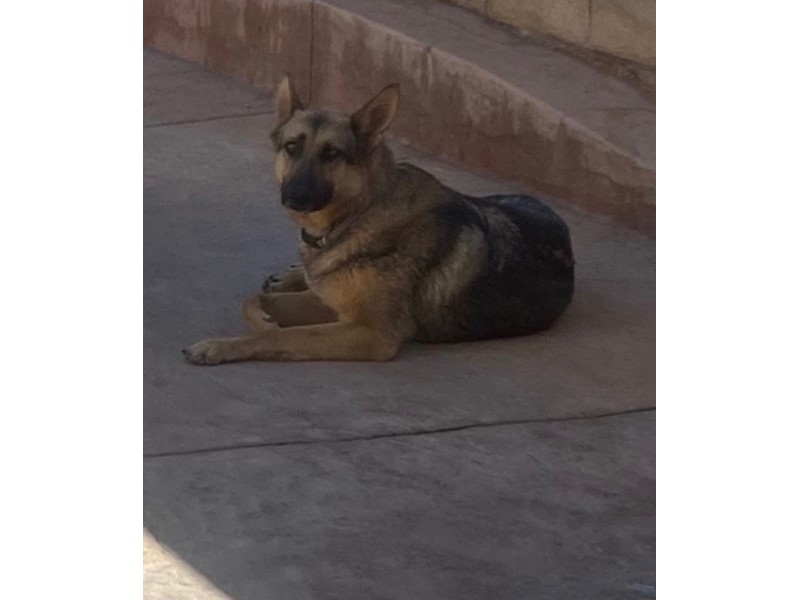 Pet Photo