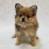 Lost Pet Image