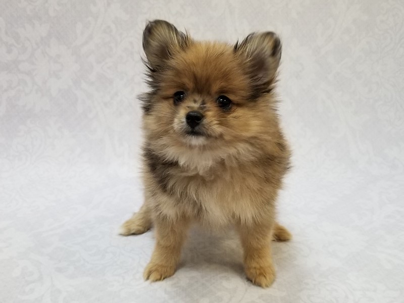 Pet Photo