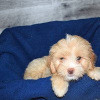 Lost Pet Image