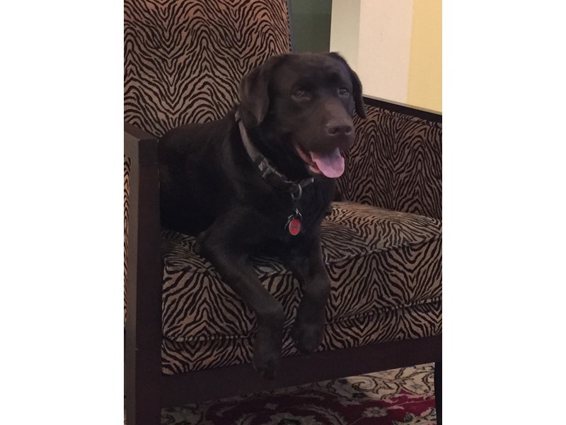 Pet Photo