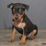 Turbo, Miniature Pinscher, lost pet near Lockbourne, OH