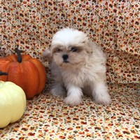 Lost Pet Image