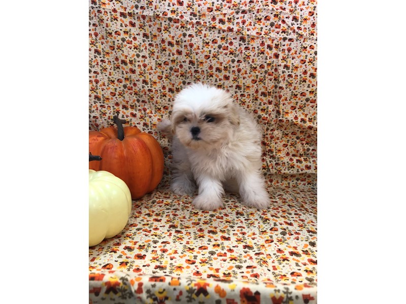 Pet Photo
