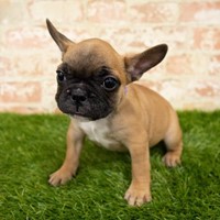 Lost Pet Image