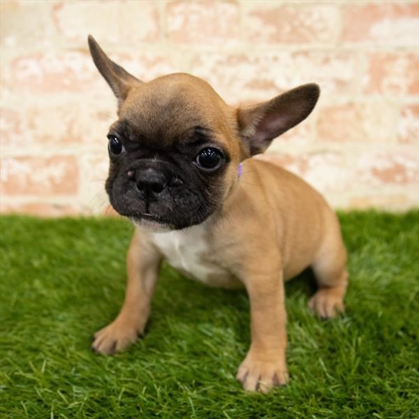 Pet Photo