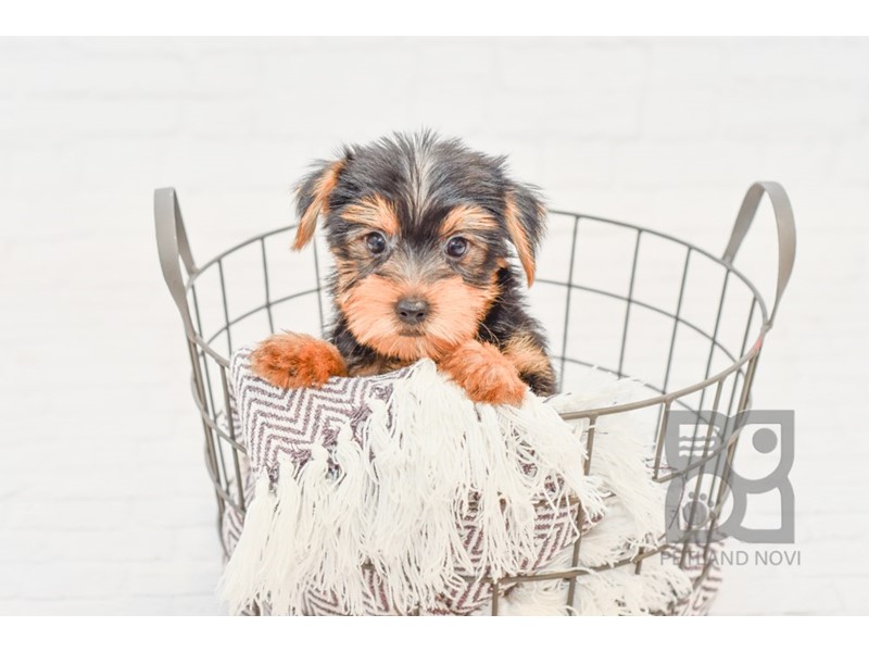 Pet Photo