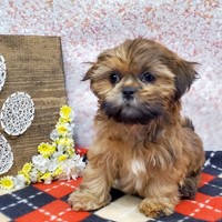 Lost Pet Image