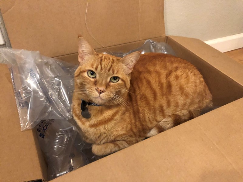 Pet Photo