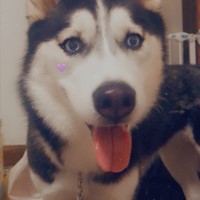 Lost Pet Image