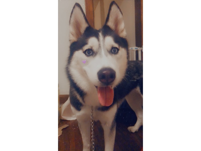 Pet Photo