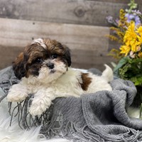 Lost Pet Image