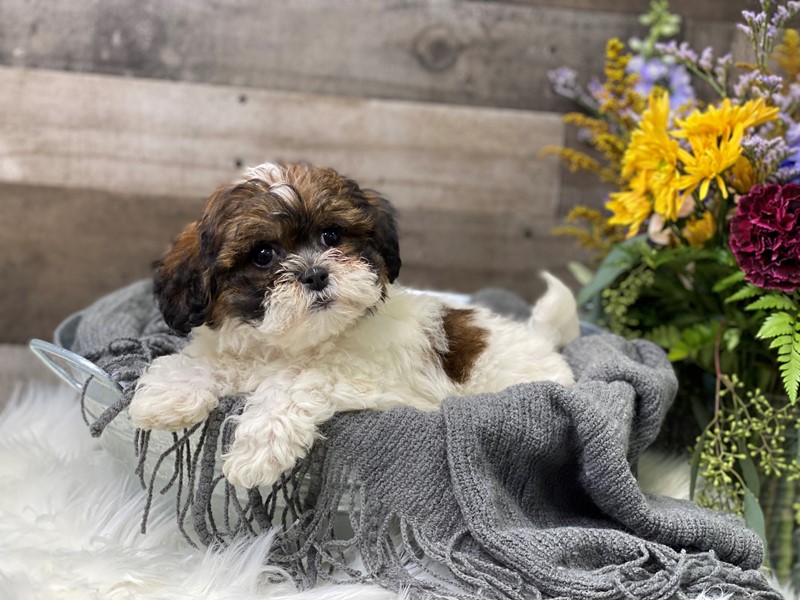 Pet Photo