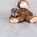Felix, Yorkshire Terrier, lost pet near Colma, CA