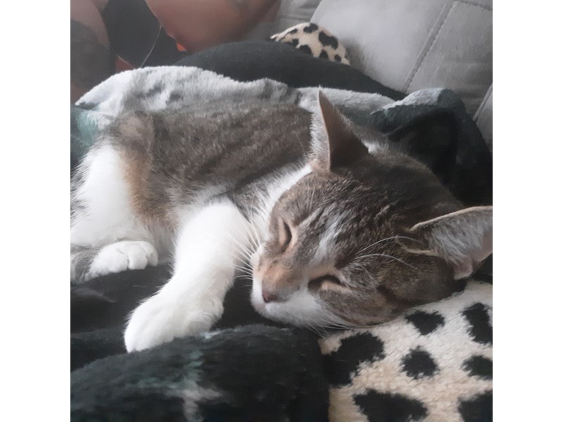Pet Photo