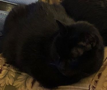 Pet Photo