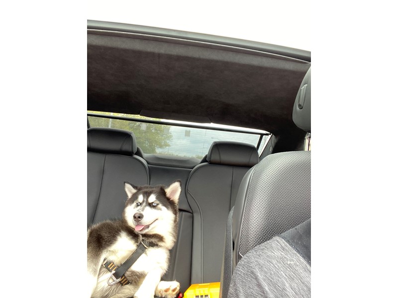 Pet Photo