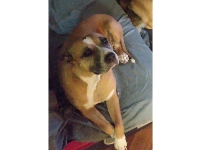 Pet Photo