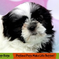 Lost Pet Image