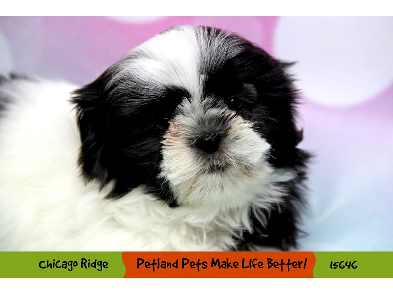 Pet Photo
