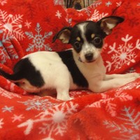 Lost Pet Image
