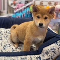 Lost Pet Image