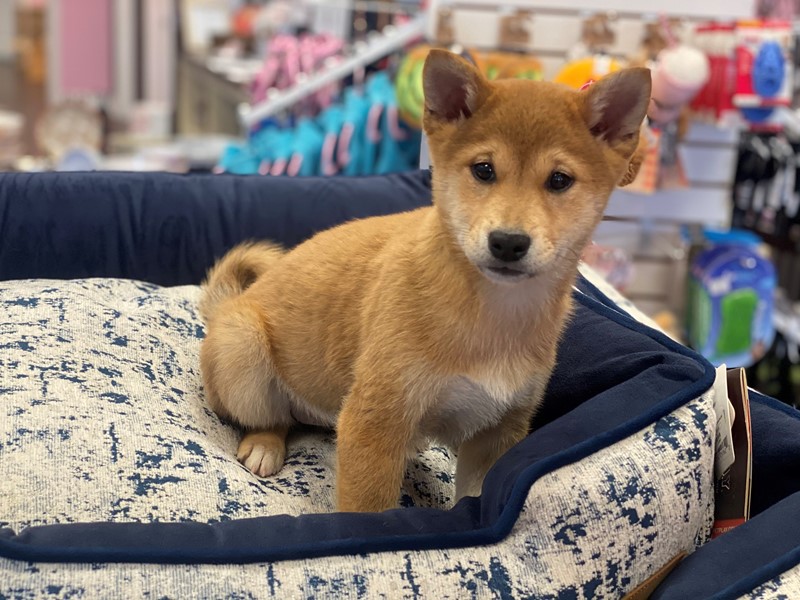 Pet Photo