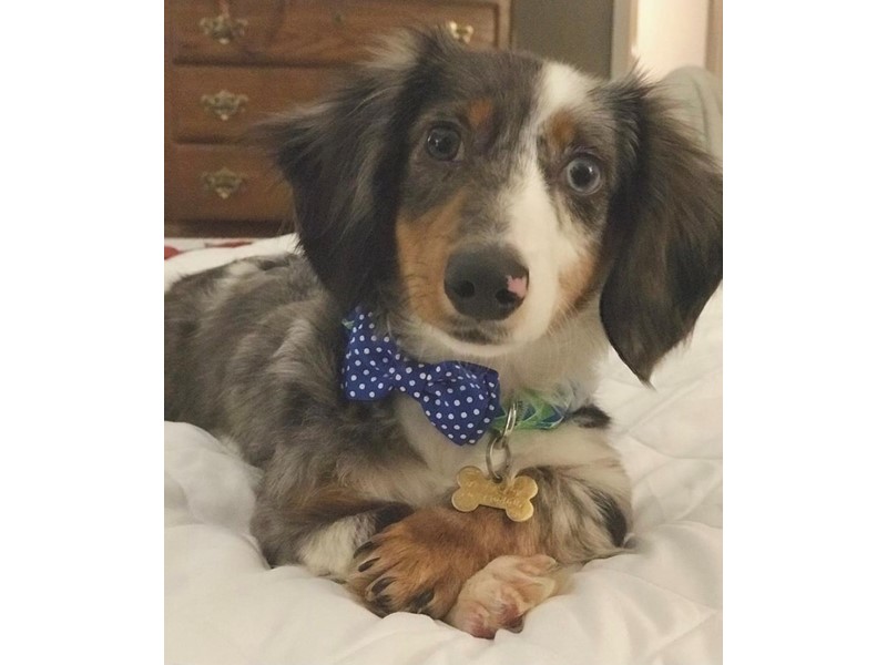 Pet Photo