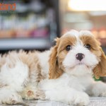 Bugsy, Cavachon, lost pet near Longview, TX
