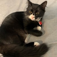 Lost Pet Image