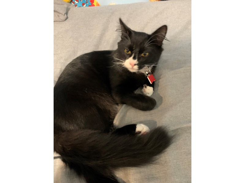 Pet Photo