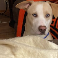 Lost Pet Image