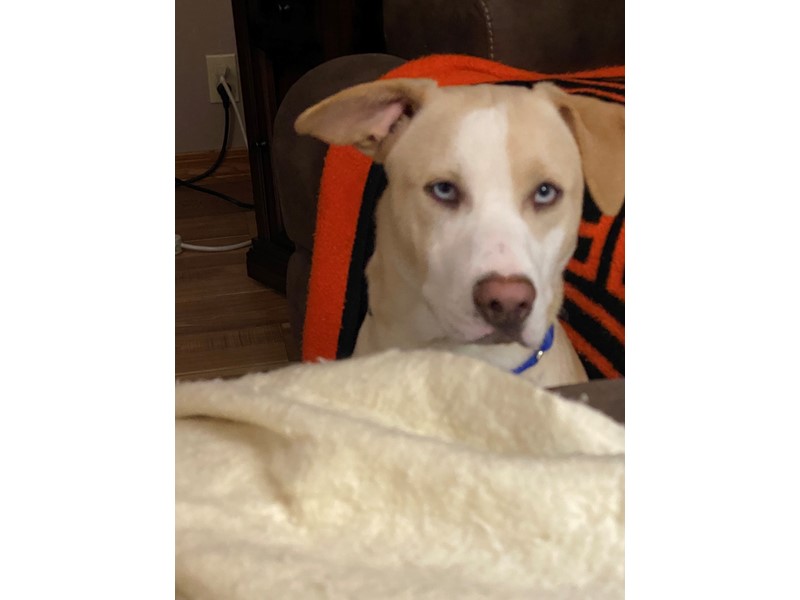 Pet Photo