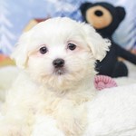 Chanel, Peketese, lost pet near Phoenix, AZ