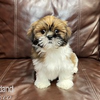 Lost Pet Image