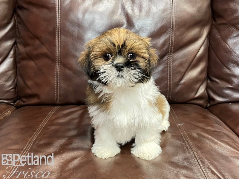 Pet Photo