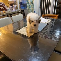 Lost Pet Image