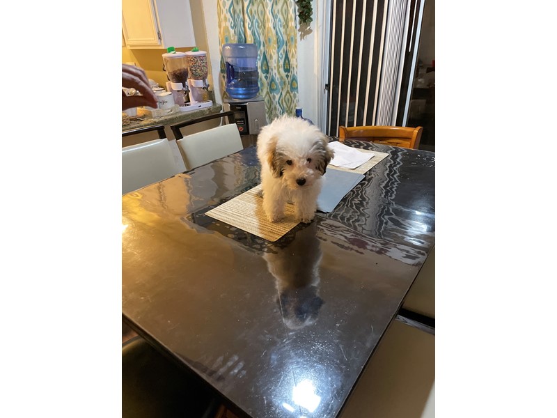 Pet Photo