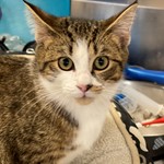 Tiger Michael Kozak, Domestic Short Hair, lost pet near Elizabeth, PA
