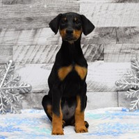 Lost Pet Image