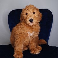 Lost Pet Image