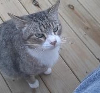 Lost Pet Image