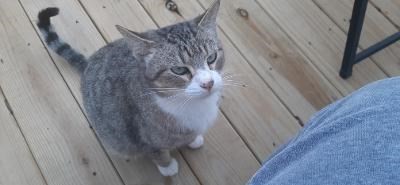 Pet Photo