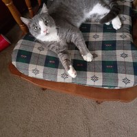 Lost Pet Image