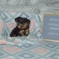 Lost Pet Image