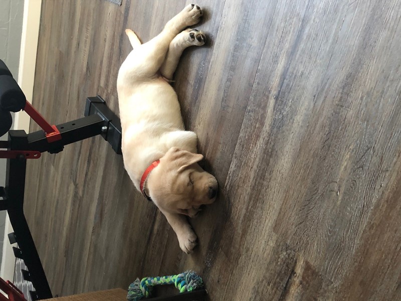 Pet Photo