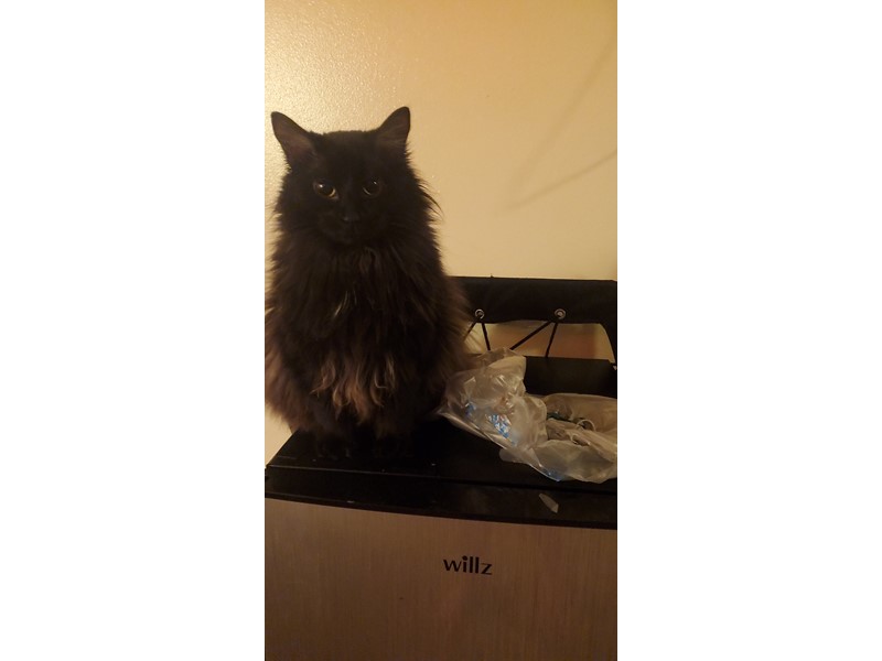 Pet Photo