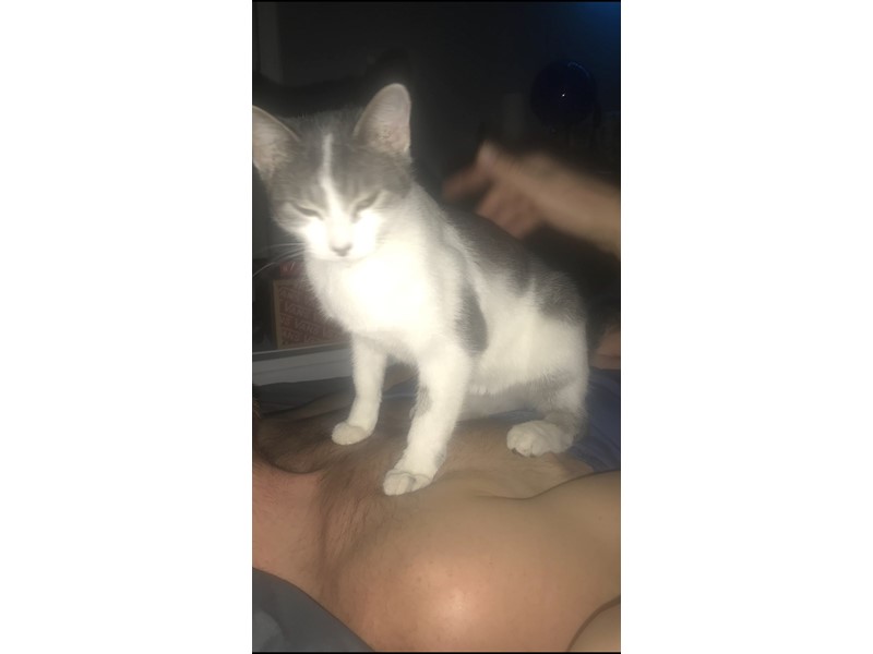 Pet Photo