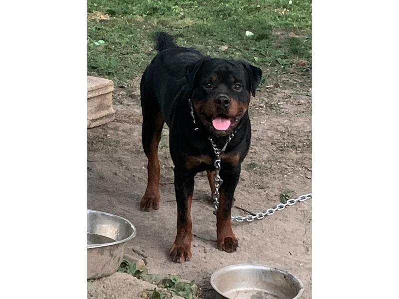 Pet Photo